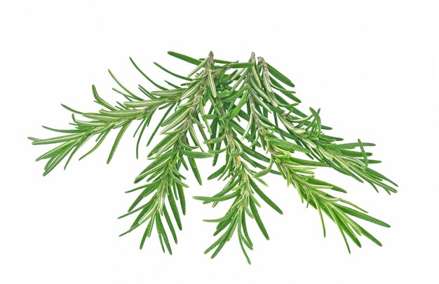 Rosemary Kenya 
